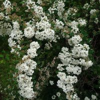 Цветет Спирея :: Рита Симонова