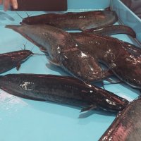 Африканский клариевый сом. Уникальная рыба!!! :: ИРЭН@ .