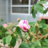 ,,, :: Сергей Тимоновский ,,, :: Сергей Тимоновский