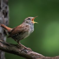 На весь лес! :: Александр К.
