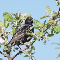 Скворец :: Василий Панкрушов