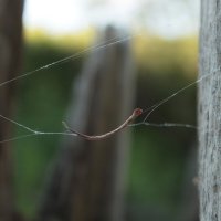 поймали.. :: Андрей Петренко