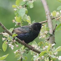 Скворец :: Василий Панкрушов Скворец :: Василий Панкрушов