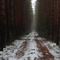 Дорога.... :: Андрей Петренко