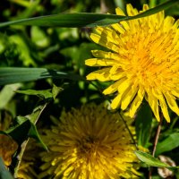 Одуванчики :: Светлана SvetNika17