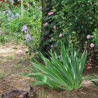 В наших палестинах :) :: Наталья 