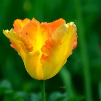 тюльпан расцвёл... :: Andrey Bragin 