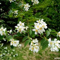 Чубушник (жасмин) :: Нина Бутко