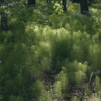 Утро в лесу :: Сергей Швечков