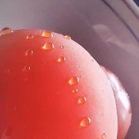 Помидорка. :: Наталья Вязигина