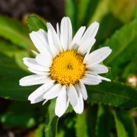 Ромашка :: Михаил Соколов