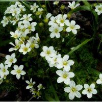 Милые цветочки. :: VasiLina *