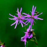 Природа конца мая 2 :: Александр Прокудин Природа конца мая 2 :: Александр Прокудин