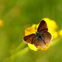 Природа конца мая  5 :: Александр Прокудин