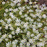 Белый майский коврик :: Светлана 