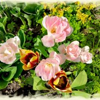 Отцветает вся красота. :: Лия ☼ Отцветает вся красота. :: Лия ☼