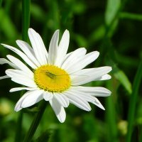 Ромашка - вестник лета. :: Милешкин Владимир Алексеевич 