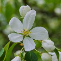 Цветущий май. :: Виктор Иванович Чернюк