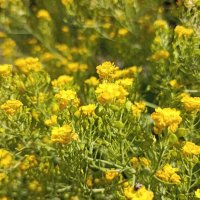 Солнечное лето :: Pippa 