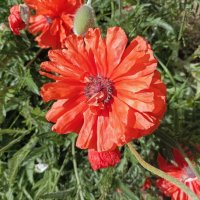 Декоративный мак :: Veera V