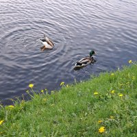 "Вдоль по речке, речке утки плавают..." :: zavitok * "Вдоль по речке, речке утки плавают..." :: zavitok *