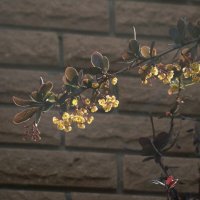 Весенний барбарис :: Syntaxist (Светлана)