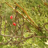 Весенний барбарис :: Syntaxist (Светлана)