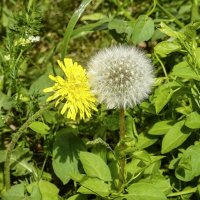 Неравный брак :: Валерий Иванович Неравный брак :: Валерий Иванович