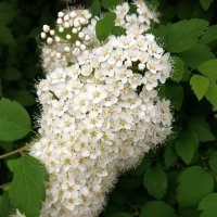 Спирея :: Любовь Сахарова