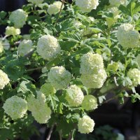 Калина Бульденеж :: Любовь Сахарова