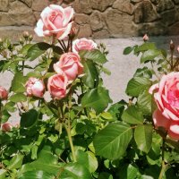 Розы... :: Андрей Хлопонин Розы... :: Андрей Хлопонин