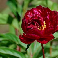 И вот ОНО ЛЕТО... :: Николай Саржанов