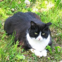 Наблюдатель :: Людмила Смородинская