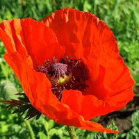 Восточный мак :: Валентина Богатко 