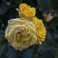 Жёлтые розы :: Валентин Семчишин Жёлтые розы :: Валентин Семчишин