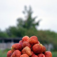 Приметы лета. Клубника :: Сергей М 