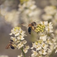 рабочие будни :: Svetlana Galvez рабочие будни :: Svetlana Galvez