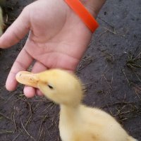 Утёнок :: Андрей Л. В. Утёнок :: Андрей Л. В.