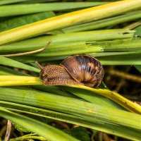 Виноградная улитка :: Игорь Сикорский