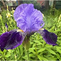 Ириска. :: Валерия Комова