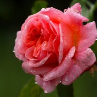 Утро майской розы :: Юрий. Шмаков