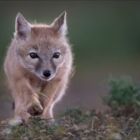 Шаг в неизведанное :: Влад Соколовский