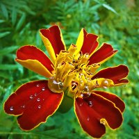 Летний привет :: Ирина Румянцева