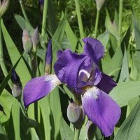 Ирис :: Freddy 97