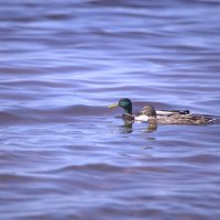 Утки кряквы :: Танзиля Завьялова