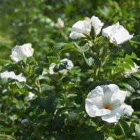 Ботанический сад 07 :: Олег Манаенков