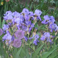 Ирисы-касатики :: Дмитрий Никитин