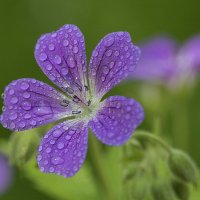 Цветочек :: Андрей Пристяжнюк