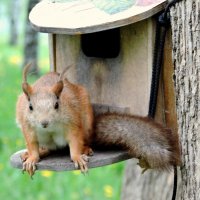 Заинтересовалась гуляющими :: Мария Васильева