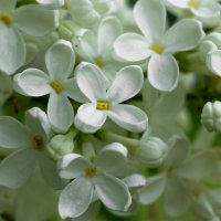 White Lilac | 3 :: Sergey Sonvar